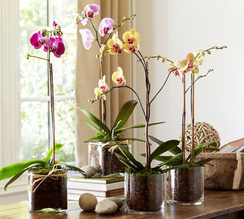 Vases
