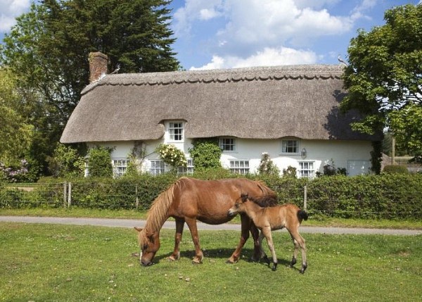 Small House 